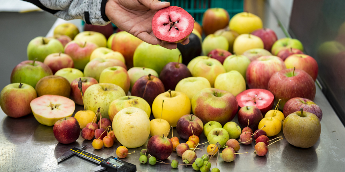 Progetto “CLEARGENES”: il Centro Laimburg alla ricerca delle mele più salutari